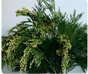 X-mas Cedar Incense 25 Lb