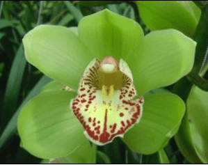 Cymbidium Green Hans 9/12 Bl