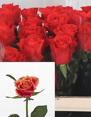 Rose New Face Orange Red 50 Cm