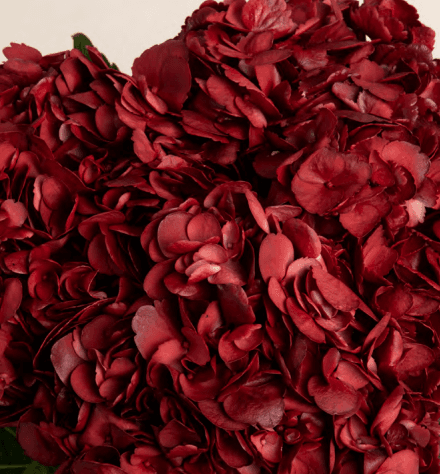Hydrangea Burgundy Tint Dyed Select