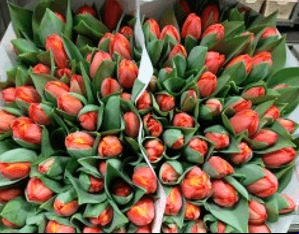 Tulip Ad Rem Orange 40 Cm Extra