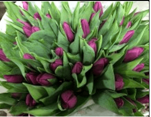 Tulip Prince Purple