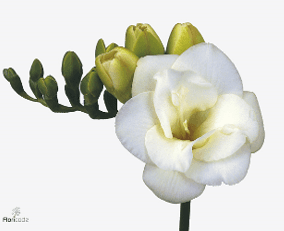 Freesia Versailles White Double