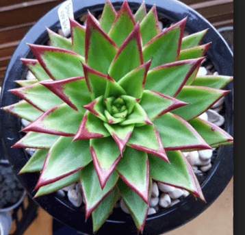 Echeveria Lipstick Green Bic 8.5 Cm