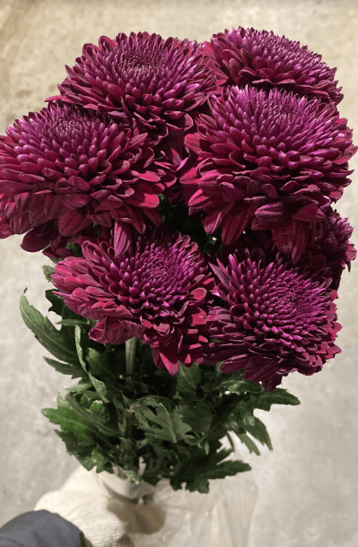 Mum Disbud Ball Ganache Purple Burgundy Ec