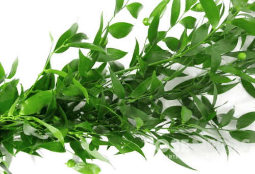 Ruscus Italian 120 Cm 200 Gr Xlong