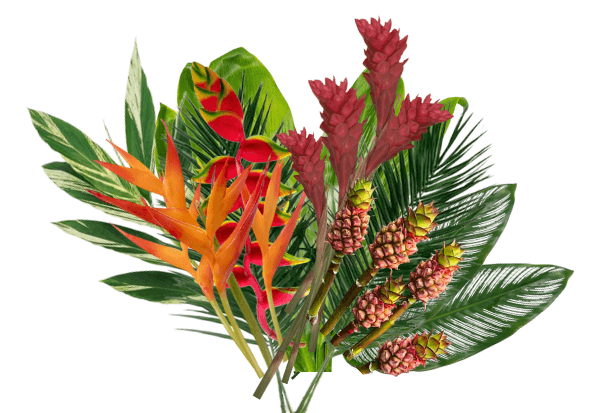 Tropical Magical Jungle Asst Mix 60/70 Cm