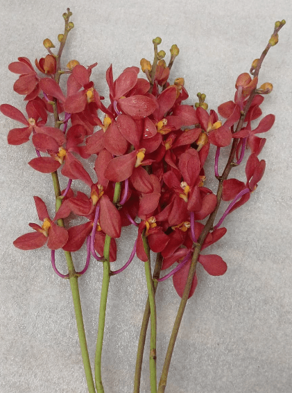 Orchid Ruby Mokara Red L / Ll