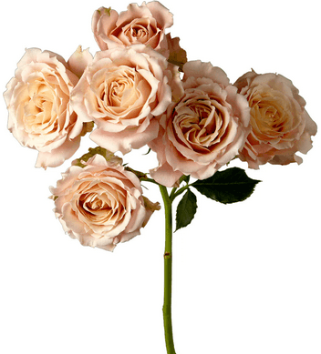 Rose (spray) Sahara Sensation Sand Champagne 40 Cm