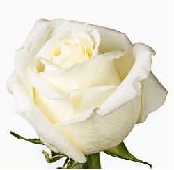 Rose Chocolate White Cream 60/70 Cm