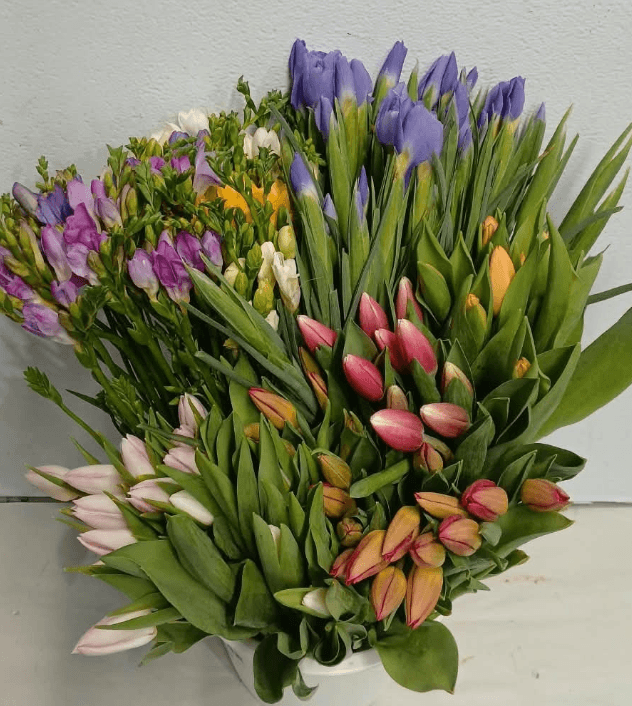 Combo Iris Freesia Tulip Asst Dutch