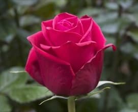 Rose Brave Dark Hot Pink 60 Cm