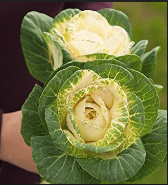 Brassica Kale White 50 Cm