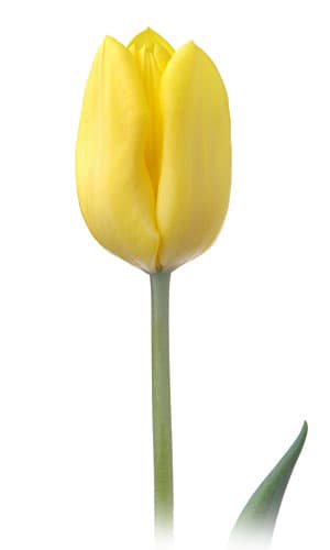 Tulip Flight Yellow