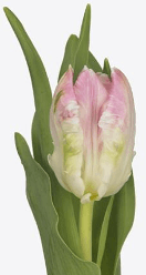 Tulip Parrot Cabanna Pink Bic