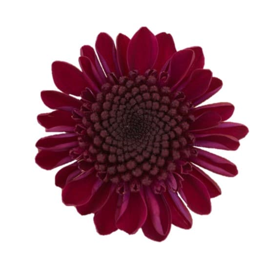 Pompon Nov Aipom Purple