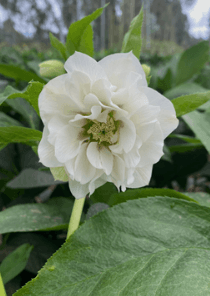 Helleborus Ellen Dbl White 40-50 Cm Ec