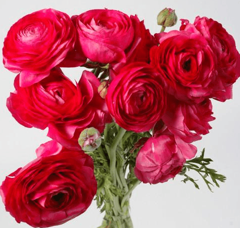 Ranunculus Pink Hot 35 Cm