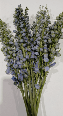 Delphinium Sky Elatum Blue Light 50 Cm X 10 St Hybrid