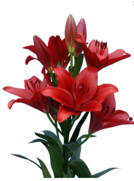Lily (Hybrid) LA Red Dynamix 3/4 BL