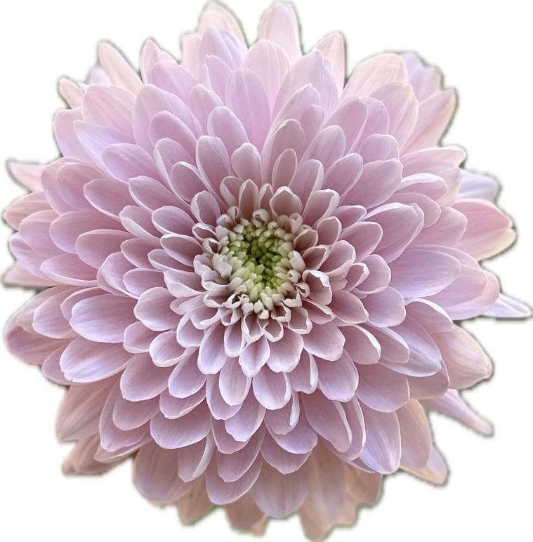 Mum Primavera Pink Light Lavender 70 Cm Cremon