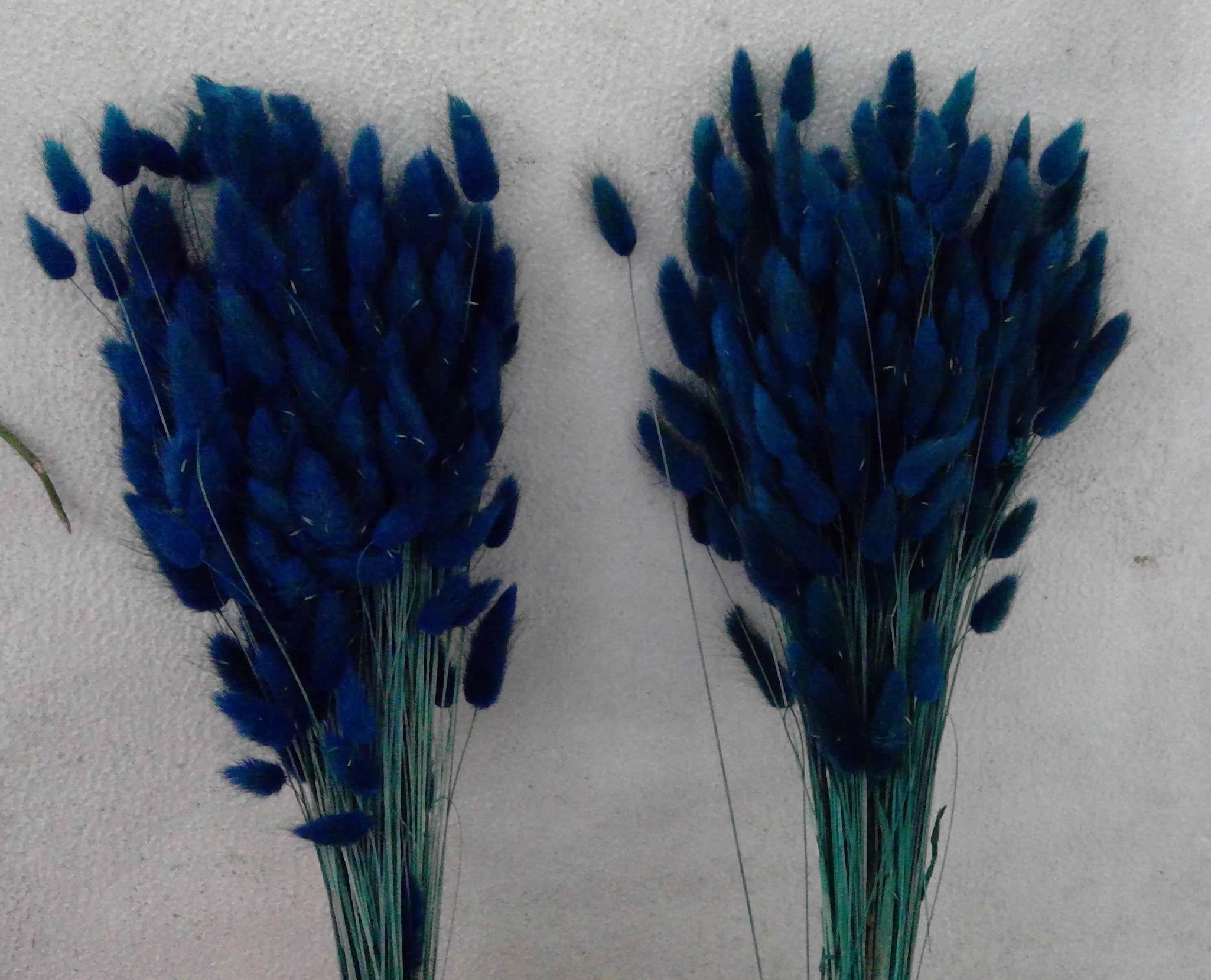 Preserved Lagurus Bunny Tail Dark Blue Italia