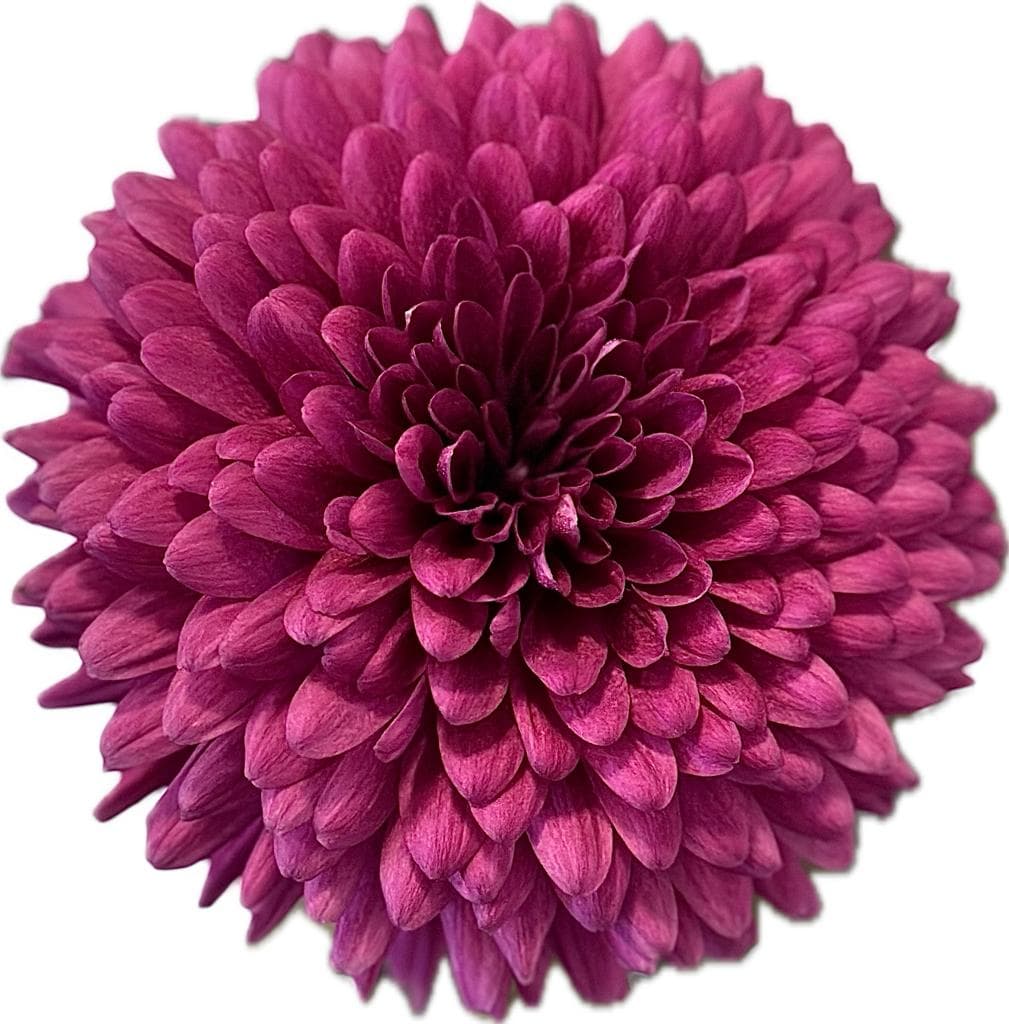 Mum Lamira Purple Fuscia 70 Cm