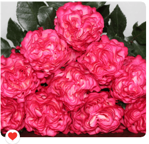 Rose (Garden) Pink Hot Enchantment 60 cm