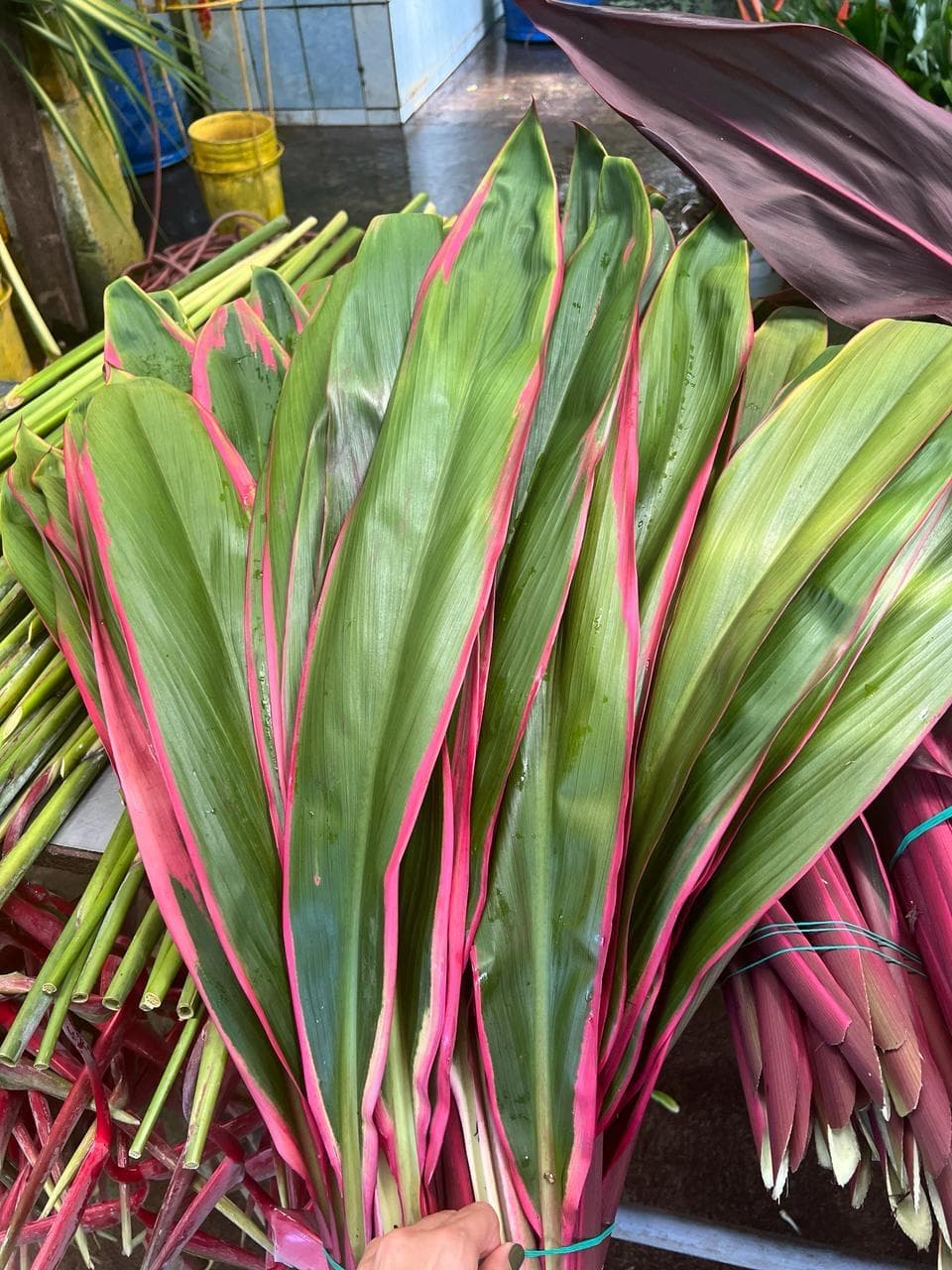 Ti Leaves Cordyline Red Tahiti 80cms