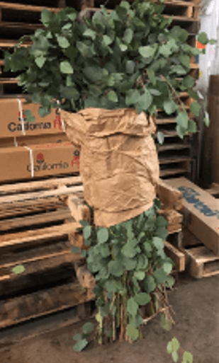 Eucalyptus Silver Dollar Branch 6-8 Ft