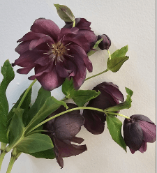 Helleborus Purple Burgundy 50-70 Cm Ec