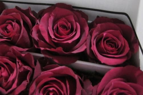 Rose Merlot Red Burgundy 50 Cm