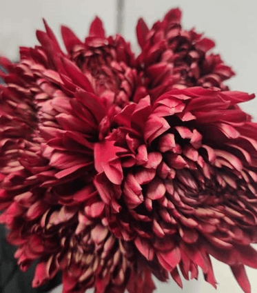 Mum Cremon Red Tornado