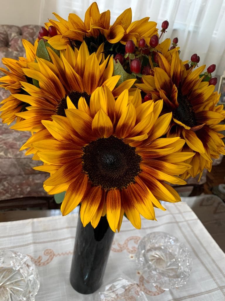 Sunflower Fire Walker Yellow Bic Select