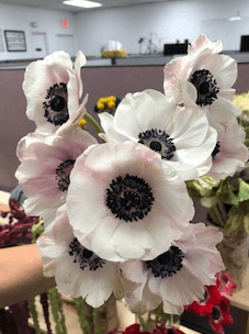 Anemone Blush White 30/40 Cm (black Center)