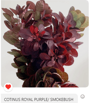 Greens Cotinus Royal Purple Smokebush 50 Cm