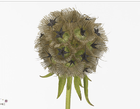 Scabiosa Stellata Pods 60 Cm