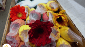 Gerbera Fall Pack Assorted 50 Cm