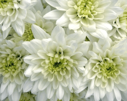 Pompon Cushion White Bonita