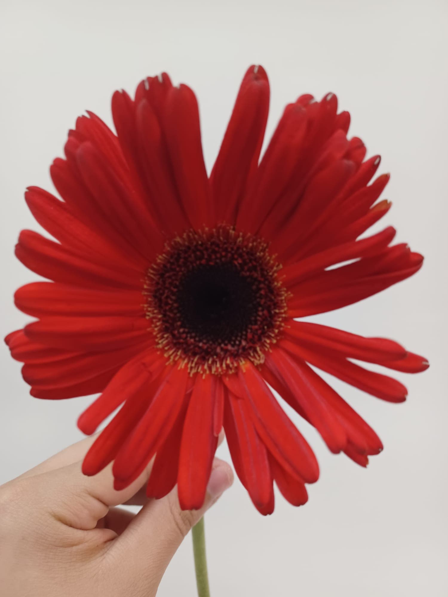 Gerbera Red 50 Cm