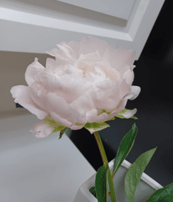 Peony Pink Blush Miss America 50 cm