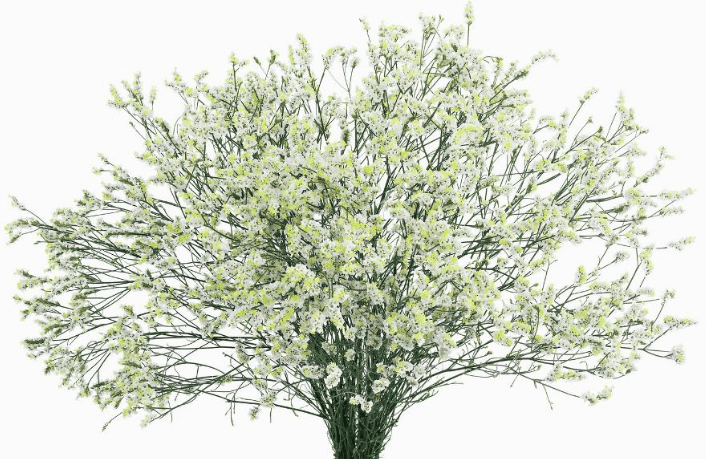 Limonium Sinensis White 60 Cm