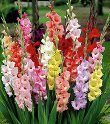 Gladiola # 3 Assorted 80/90 Cm Usa