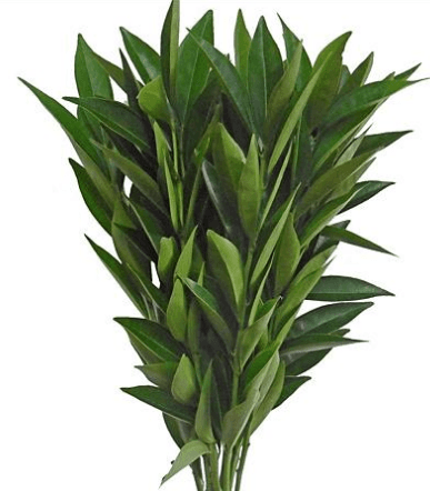 Greens Cocculus 55 cm