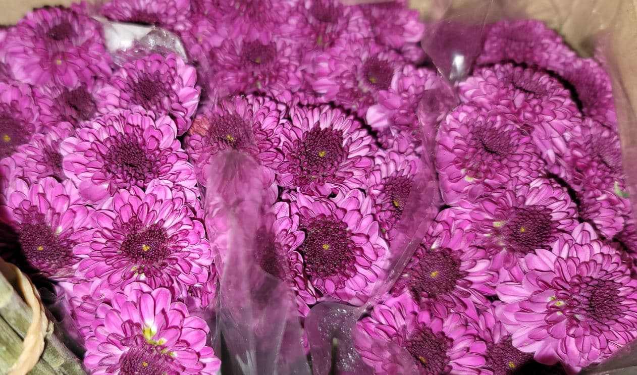 Pompon Button Delirock Purple