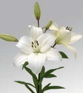 Lily (Hybrid) LA White Litoween 3/4 BL