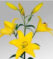 Lily (hybrid) La Yellow 3/4 Bl