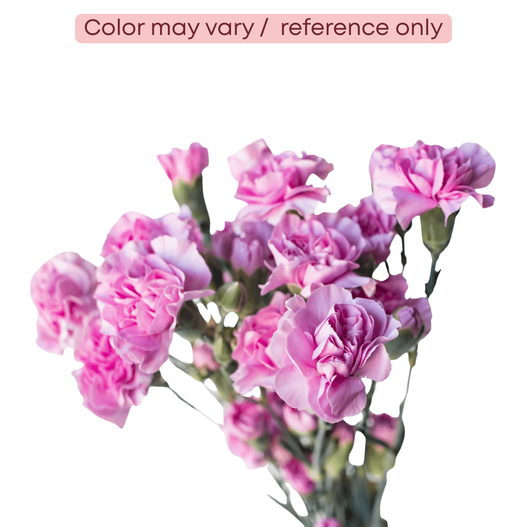 Carnation Melissa Mini Lavender Fancy