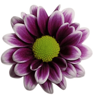 Pompon Daisy Purple Orinoco Bi-C