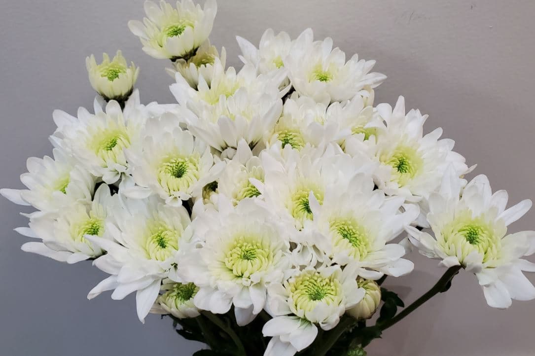Pompon Cushion Arctic Queen White